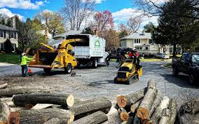 Best Tree Removal Services  in Franklin, VA